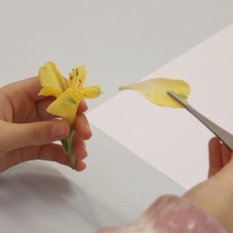 Taller de disección de flores.