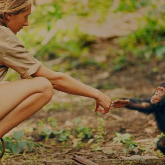 Imagen del documental sobre Jane Goodall