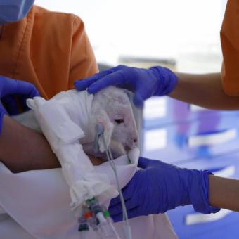 Neonato de modelo ovino tras su paso por el sistema de incubadora líquida.
