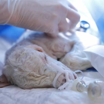 Neonato de modelo ovino en una incubadora convencional tras su paso por el sistema de incubadora líquida. 