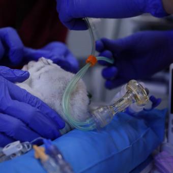 Estabilización inicial del neonato de modelo ovino tras su paso por el sistema de incubadora líquida. 