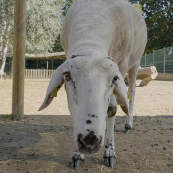 La oveja Gaia con 13 meses de vida.