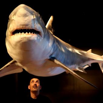 El tiburón blanco, o gran tiburón blanco, es una de las especies de tiburón más famosas (y temidas). Es una de las pocas especies de tiburón peligrosas para los humanos y ocupa un lugar destacado en la exposición. 