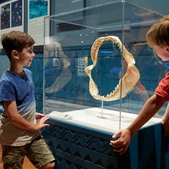 En la exposición «Tiburones. Guardianes de los océanos» se exhibe una variedad de objetos, junto con piezas que se pueden tocar, como una mandíbula de megalodón, recreaciones de piel de tiburón y un diente de gran tiburón blanco. 