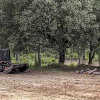 Tareas de limpieza en uno de los bancales agrícolas de Requena.