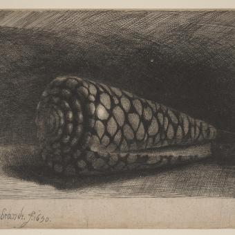 Rembrandt, La concha, 1650.