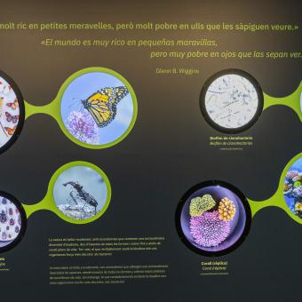 Mur que mostra la biodiversitat de la Terra a l'exposició.