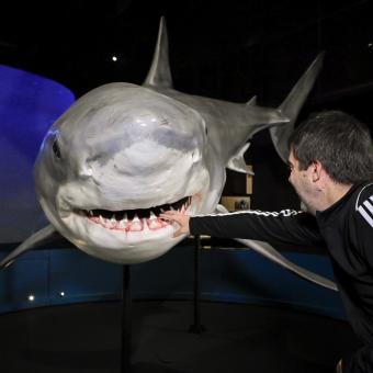 Un dels taurons estrella de l'exposició és el tauró blanc. 