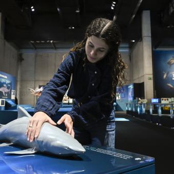 Una visitant toca la rèplica de solraig clapejat o tauró toro, que neda en aigües poc profundes .