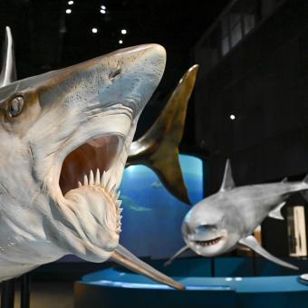 En primer pla, cara de l'Helicoprion. En segon terme, rèplica de tauró blanc, a l'exposició.