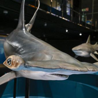 Detall de la cara de la llunada fistonada, en perill crític d'extinció. 