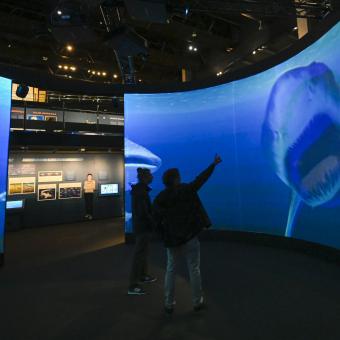 Dos visitants observen un tauró a l'oceanari digital.