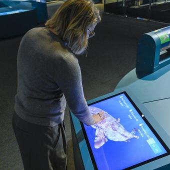 Una visitant interactúa amb un mòdul per descobrir els cos dels taurons per dintre.