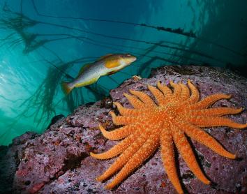 Un bacallà llarg passa nadant prop d’una estrella de mar girasol de 19 braços. Whiskey Point, isla de Quadra, Columbia Britànica, Canadà. 