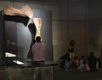 CosmoCaixa amplia l’exposició «Dinosaures de la Patagònia» amb 5 ossos originals del 'Patagotitan mayorum'