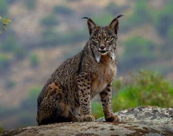 Fotograma de «El reino del lince ibérico».