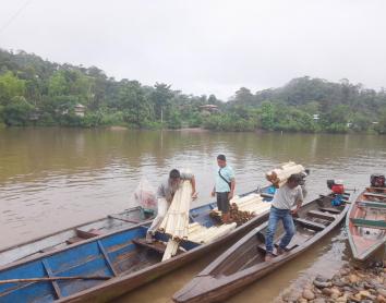 Transporte de tallo del plátano para la producción de las biofibras.