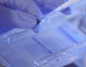 Del laboratori al pacient: la Fundació ”la Caixa” impulsa 31 projectes de biomedicina i salut