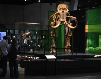 De Sibèria a Barcelona: arriba a CosmoCaixa un fòssil de mamut, la icona de l’edat de gel
