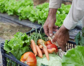 Un estudi associa la ingesta d’aliments ecològics a la infantesa amb un millor desenvolupament cognitiu