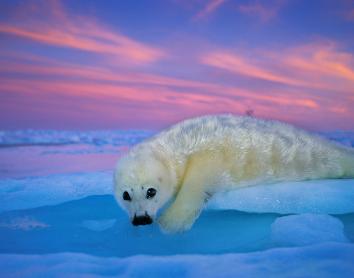 Donostia / San Sebastián descubre el significado del color en el mundo en una exposición de fotografías de National Geographic