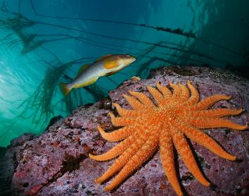 Un bacallà allargat passa nedant pel costat d’una estrella de mar gira-sol de dinou braços. Whiskey Point, illa Quadra, Colúmbia Britànica, Canadà. © Paul Nicklen/ National Geographic.