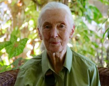 Un documental sobre la primatòloga Jane Goodall i dos concerts excepcionals, estrenes de la setmana a CaixaForum+