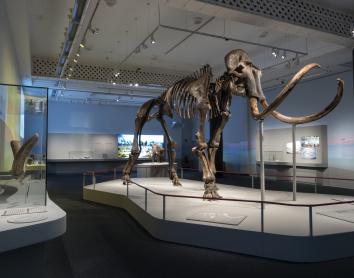 Esqueleto del impresionante mamut siberiano que protagoniza la exposición. 