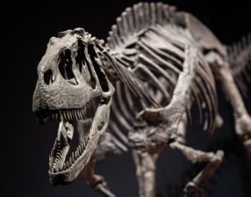 Rueda de prensa: CaixaForum València acoge la exposición Dinosaurios de la Patagonia