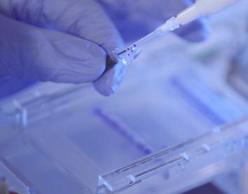 From the laboratory to the patient: the ”la Caixa” Foundation supports 31 projects in biomedicine and health