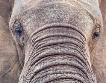 El apasionante documental sobre la reserva de fauna salvaje más grande del mundo llega a CaixaForum+