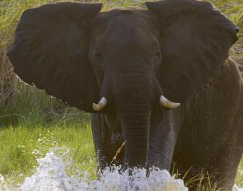 Angola, la foca monjo i Suncine, protagonistes del juny a Caixaforum+