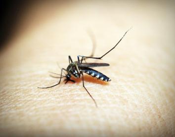 ¿Por qué los virus no matan a los mosquitos que los transmiten?