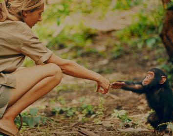 Imatge del documental sobre Jane Goodall.