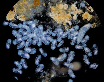 COSMOCAIXA_CosmoNits_Planetario Microversum