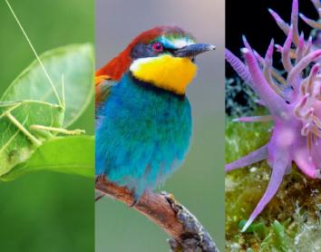 COSMOCAIXA_CosmoNits_Camufla't