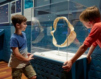 En la exposición «Tiburones. Guardianes de los océanos» se exhibe una variedad de objetos, junto con piezas que se pueden tocar, como una mandíbula de megalodón, recreaciones de piel de tiburón y un diente de gran tiburón blanco.