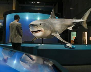 Conocer para proteger: CosmoCaixa se zambulle en la extraordinaria importancia de los tiburones para los océanos