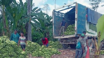 Trabajadores realizando acopio de plátanos.