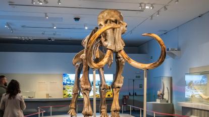 La pieza protagonista de la exposición «Mamut. El gigante de la edad de hielo».