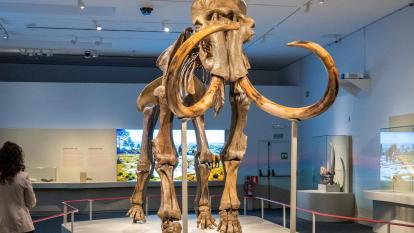 La peça protagonista de l'exposició «Mamut. El gegant de l'edat de gel».