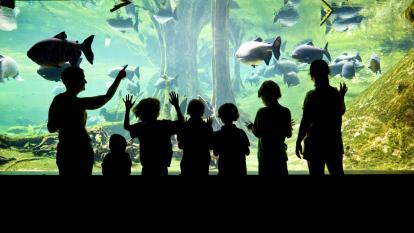 Visitors observe the animals of the Flooded Forest.