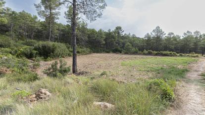 Uno de los bancales de Requena recuperados.