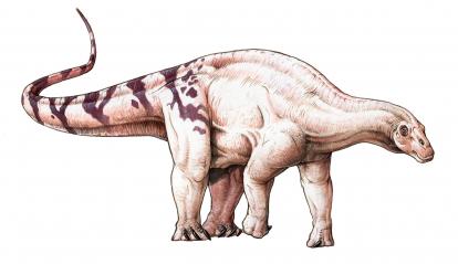 Brachytrachelopan mesai.