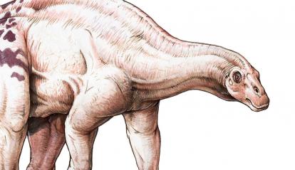 Brachytrachelopan mesai