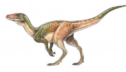 Eoraptor lunensis.