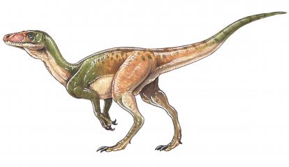 Eoraptor lunensis.