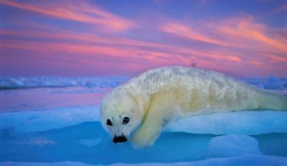 Una foca de Groenlandia de pelaje blanco descansa sobre el hielo bajo el cielo crepuscular.