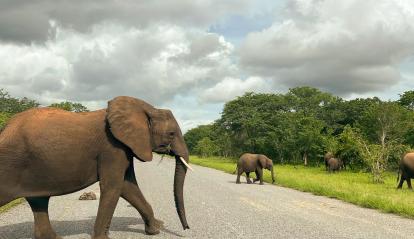Imagen del documental «Kaza. El último refugio de elefantes», conducido por el periodista Xavier Aldekoa.