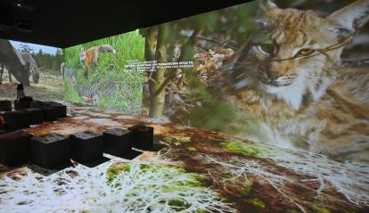 La recuperación del lince ibérico tiene un papel destacado en el ámbito 3 de Somos Naturaleza.